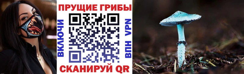 Псилоцибиновые грибы Cubensis  сколько стоит  нарко площадка телеграм  Ростов-на-Дону 